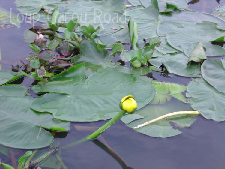 Water Lilies